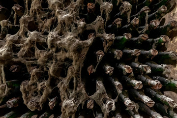 Aged wine bottles covered with mold in vintage wine cellar