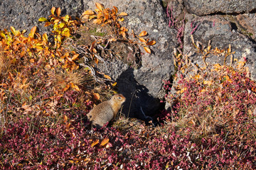 Evrazhek(squirrel) of Kamchatka