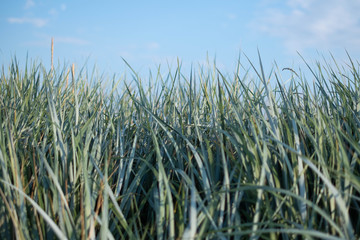 Lyme-grass and blue sky