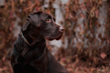 portrait of a brown dog
