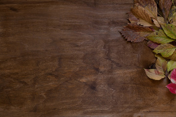 autumn background yellow and Red leaves of the tree Board