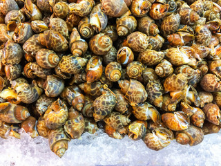 Fototapeta na wymiar Fresh Spotted Babylon on a tray and container with ice on shell in market and is popular of tourist for select buy seafood.