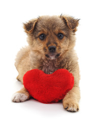 Puppy with toy heart.
