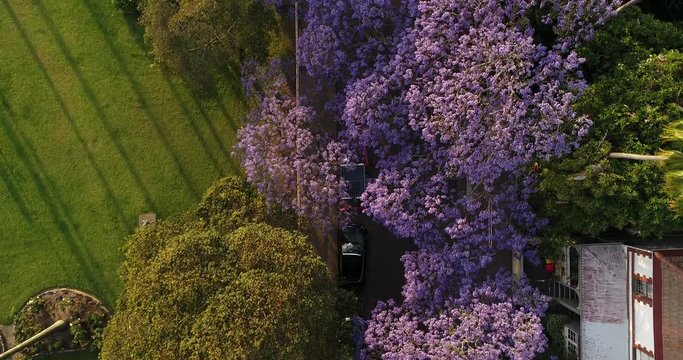 Spring blossoming season in Australia around Kirribilli local street with line of violet Jacaranda streets seen from above.
