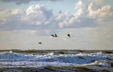 Flock of seabirds flies over the waves. Eurasian oystercatcher (Haematopus ostralegus) on the Balticsea, Lithuania.