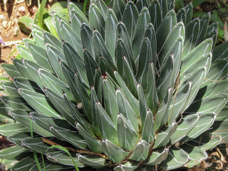Succulent plant