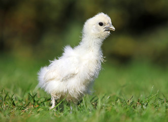 White silk chicken walking in a green garden in summer