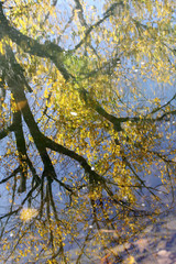 Colorful autumn leaves reflecting in the water. Golden Autumn background texture. Autumn leaves reflections in water. Season weather concept. Art nature wallpaper. Water pattern.