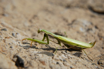 Praying mantis in natural habitat, macrophotography.