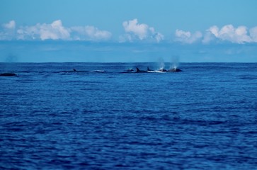Northern bottlenose whales in the Azores 