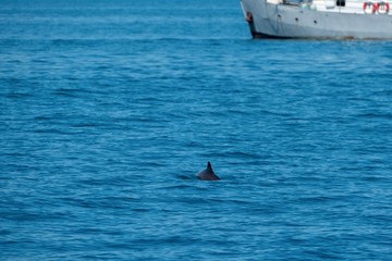 Harbour porpoise in Cornwall England 