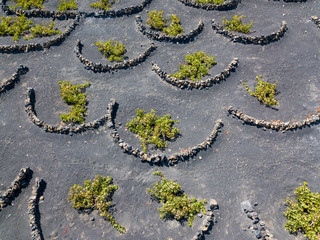 Vista aerea delle coltivazioni vinicole sui terreni vulcanici dell’isola di Lanzarote, pianure e...