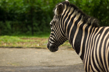 Fototapeta na wymiar zebra on safari zoo