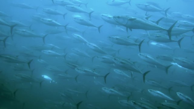 Schwarm von Blauflossen-Thunfischen in einer traditionellen Tonnara vor Sardinien