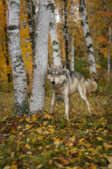 Naklejka na ściany i meble Grey Wolf (Canis lupus) Stands Next to Birches in Autumn