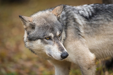 Naklejka na ściany i meble Grey Wolf (Canis lupus) Looks Right Ear Back