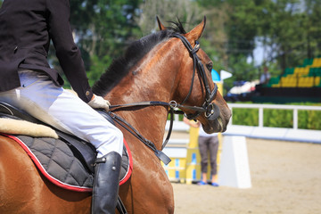 Horseman sits on a horse waiting for the start of the competition against the background of the...