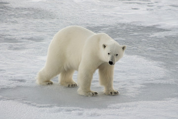 Obraz na płótnie Canvas Polar bear on ice floe