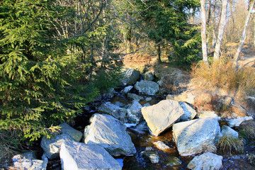 Une rivière en forêt
