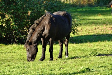 A brown unkempt horse/pony grazing contentedly in an English field.