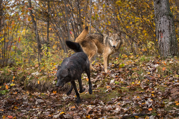 Grey Wolf (Canis lupus) Watches Black Run Away