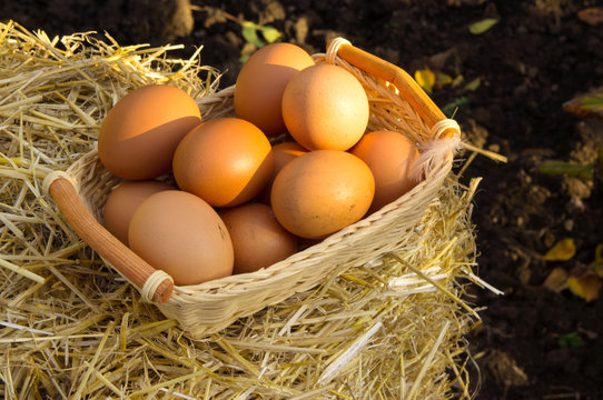 Chicken eggs on basket