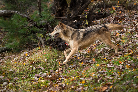 Grey Wolf (Canis lupus) Runs Left Through Autumn Leaves