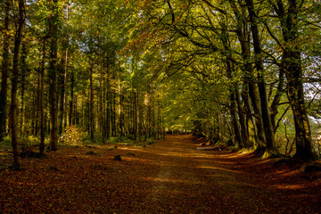Obraz premium Autumnal Beech trees and woodland walk, Woodbury Common, Devon