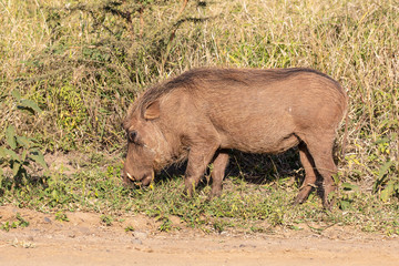 Warzenschwein 10