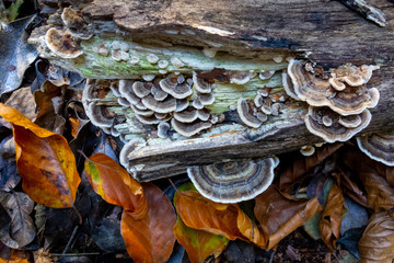 Turkey Tail  (Trametes versicolor) fungi on decaying log