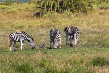 Fototapeta na wymiar Zebra 2