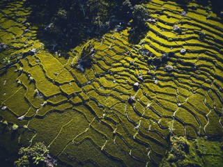Beautiful aerial photo of a green rice field terrace on a hill at Geopark Ciletuh in Sukabumi, Indonesia
