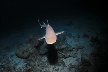 Obraz premium Whitetip reef shark