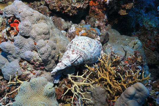 Triton trumpet snail