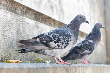 Pigeon over a marble stairway