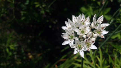 wild onion blossom
