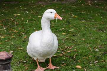 *Gans*