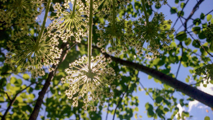Heracleum blooming against green foliage and sky