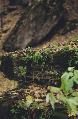 stone in forest