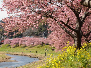青野川に咲くみなみの桜と菜の花