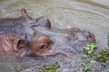 Fototapeta premium *Nilpferd*