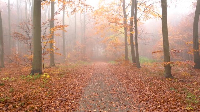 fog in forest with fallen leaf, autumn. dolly in on path slowmotion.