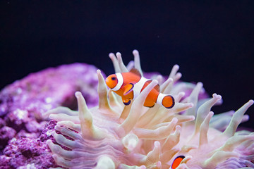 クマノミとイソギンチャク