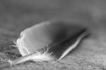 Black & white feather