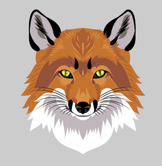 Portrait of fox