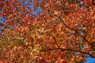 Red, orange, yellow leaves of the amber-tree liquidampara (Liquidambar styraciflua). Amber tree with colorful autumn leaves. Nature texture for design.