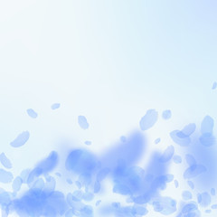 Dark blue flower petals falling down. Charming rom
