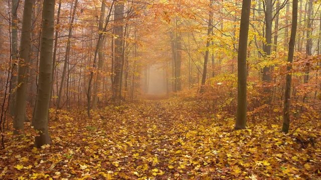 fog in forest with fallen leaf, autumn. dolly in on path slowmotion. yellow leafs