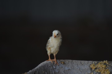 To a new life