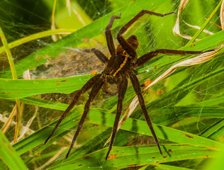 Giant Raft Spider,  Dolomedes plantarius (female) with young.